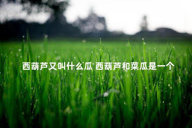 西葫芦又叫什么瓜 西葫芦和菜瓜是一个东西吗